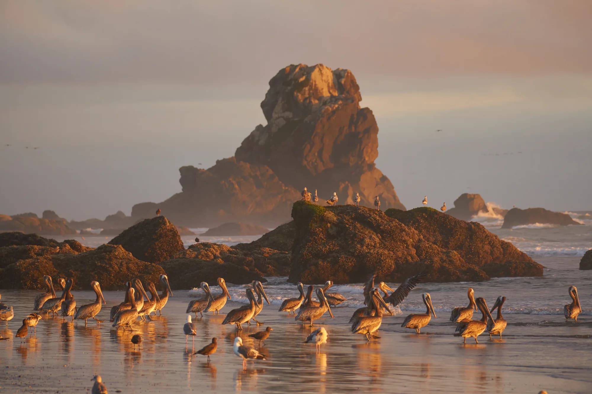 Pelican Beach — Crescent City, California