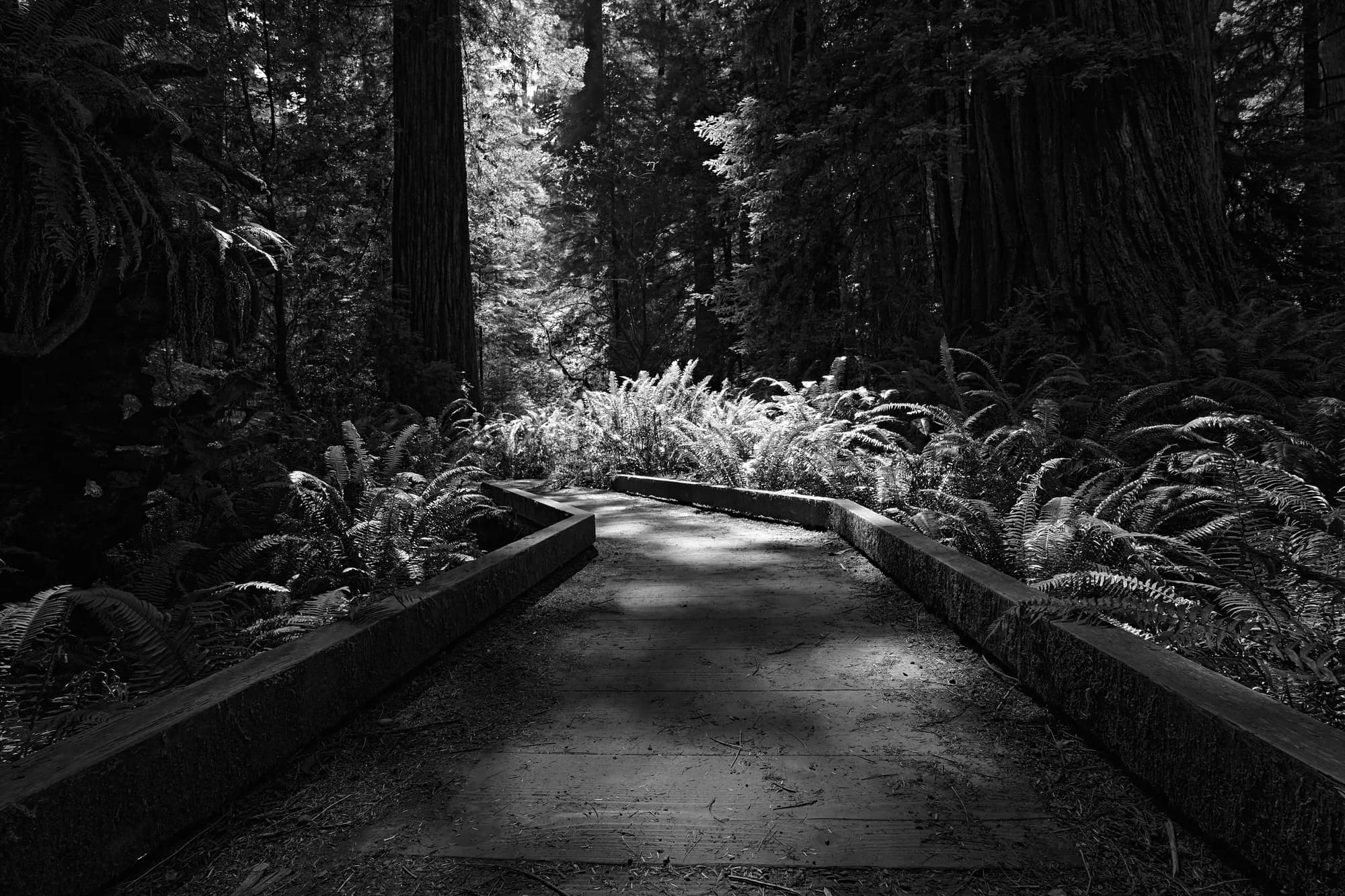 The Cathedral Path — Northern California Redwoods