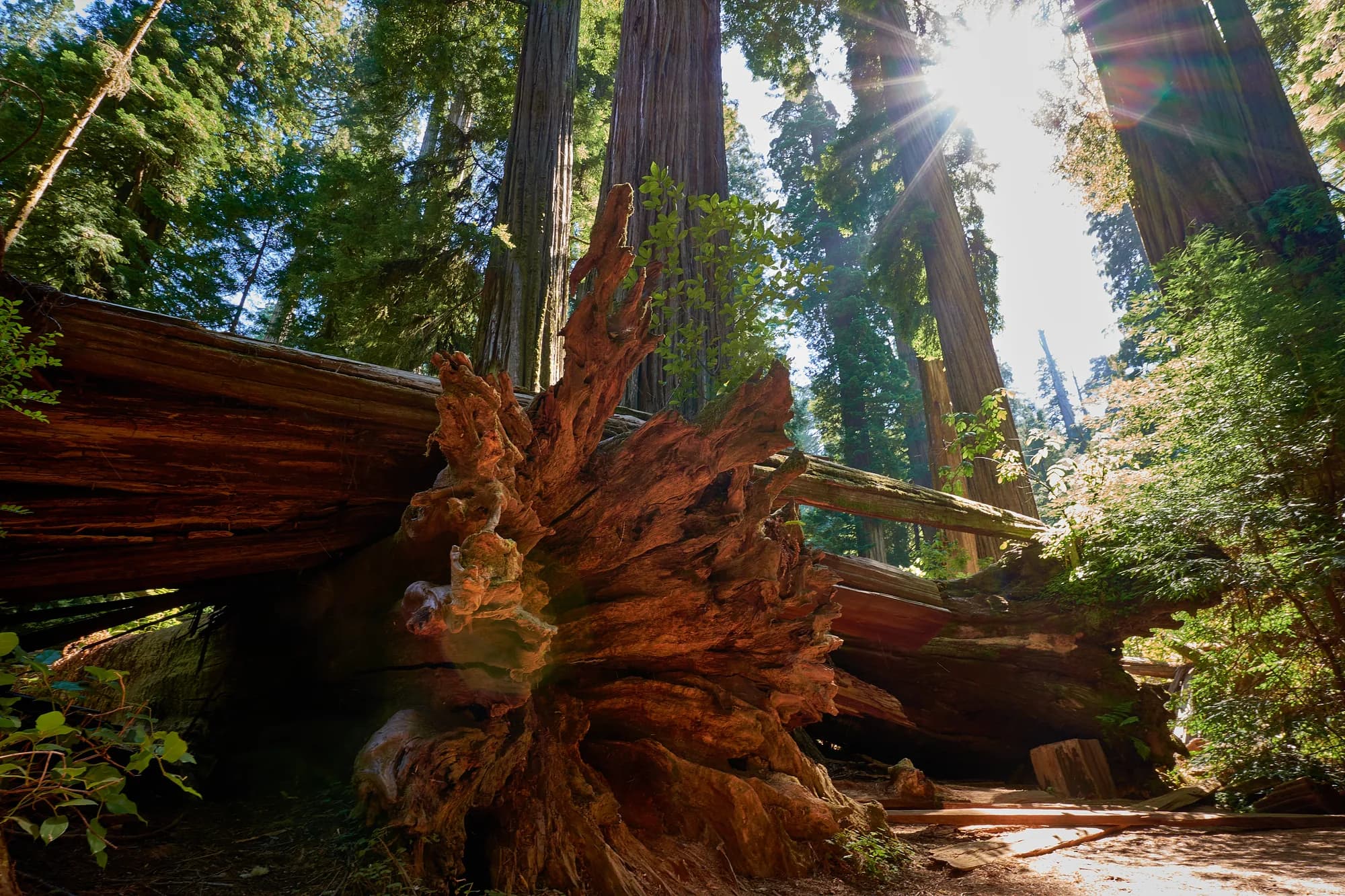 The Fallen Giant — Northern California Redwoods