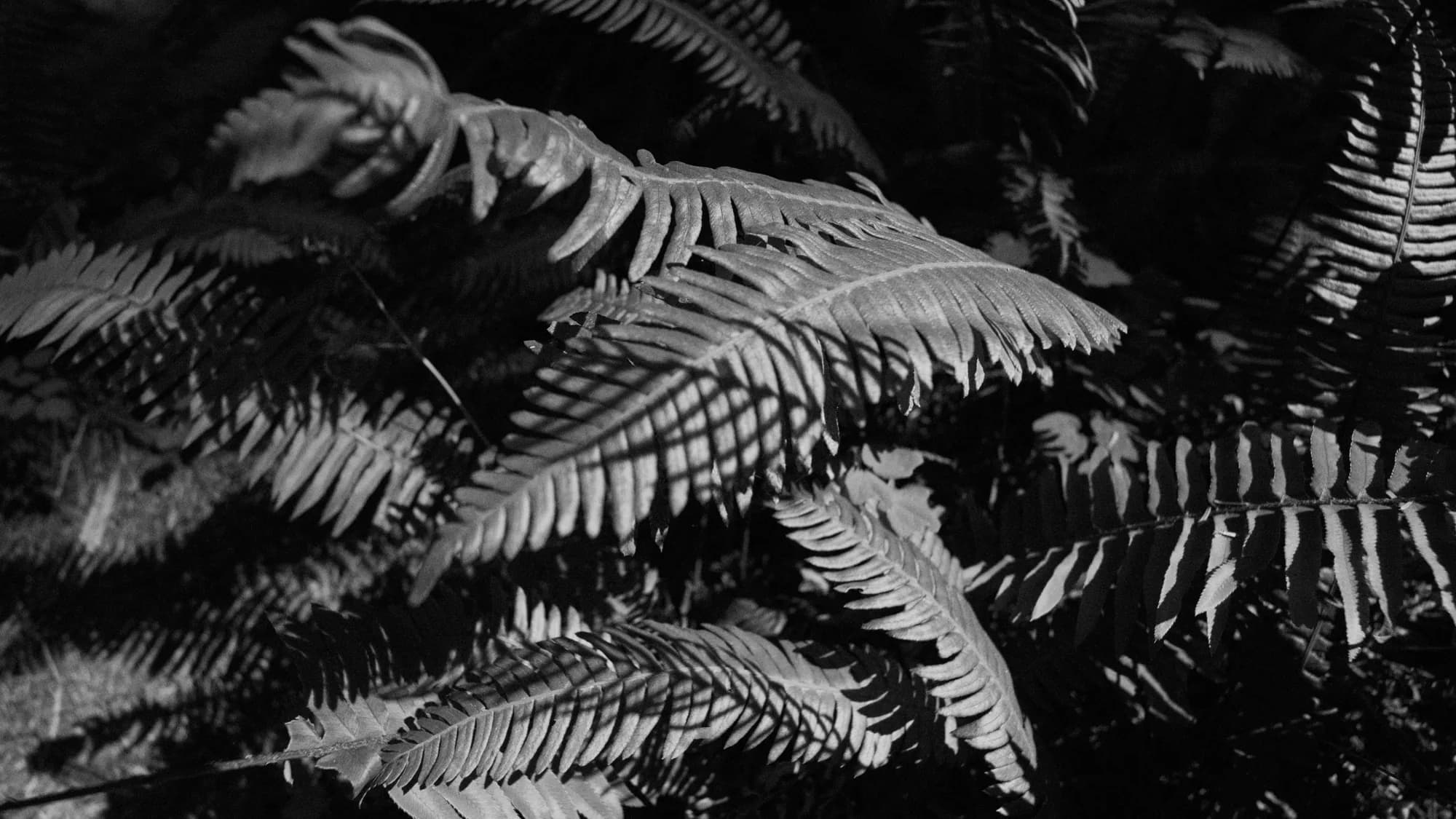 The Understory — Northern California Redwoods